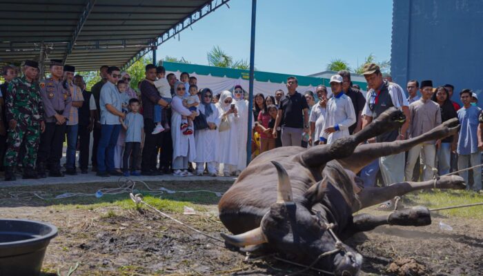 Bobby Nasution dan Keluarga Kurban 3 Sapi di Masjid Jami’ Hanifah