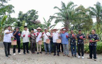 Ngopi Santai dan Panen Buah Naga, Adlin Tambunan Gaet Dukungan Warga Serdang Bedagai