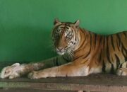 Sakit Tua, Si Manis Harimau Sumatera Koleksi Medan Zoo Mati