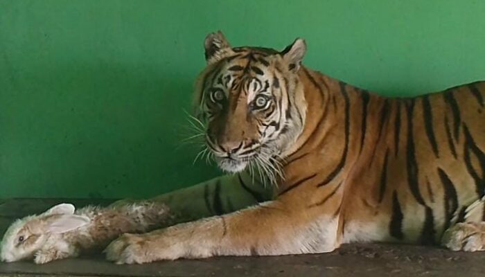 Sakit Tua, Si Manis Harimau Sumatera Koleksi Medan Zoo Mati