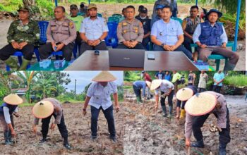 Kapolsek dan Camat Teluk Mengkudu Bersama Warga Giatkan Ketahanan Pangan dengan Penanaman Ubi dan Cabai